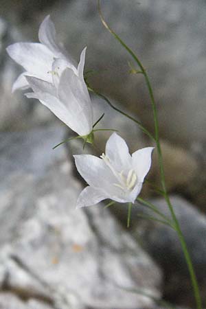 Campanula scheuchzeri \ Scheuchzers Glockenblume, Kroatien Plitvička 19.7.2007