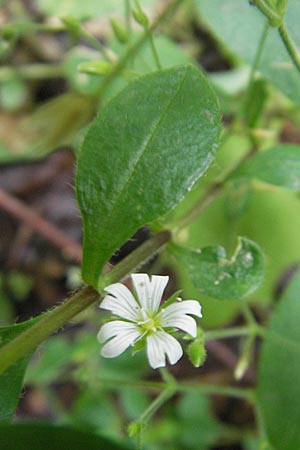 Cerastium sylvaticum \ Wald-Hornkraut, Kroatien Medvednica 18.7.2010