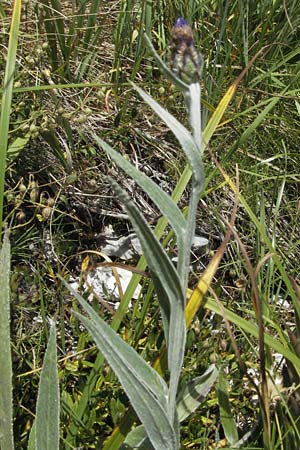 Centaurea triumfettii subsp. stricta \ Steife Triumfettis Flockenblume, Kroatien Gola Plješevica 18.7.2007