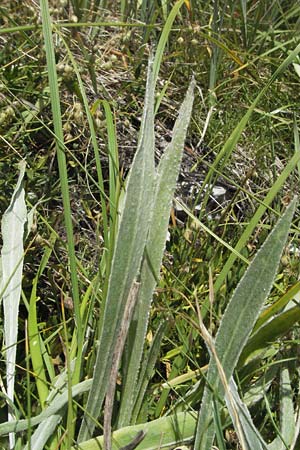 Centaurea triumfettii subsp. stricta \ Steife Triumfettis Flockenblume, Kroatien Gola Plješevica 18.7.2007