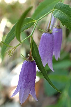 Campanula tommasiniana \ Tommasini-Glockenblume / Tommasini's Bellflower, Kroatien/Croatia Učka 12.8.2016