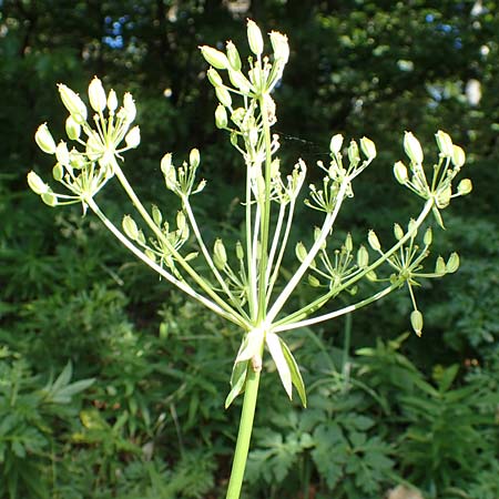 Chaerophyllum villarsii \ Villars' Klberkropf / Villars' Chervil, Kroatien/Croatia Risnjak 14.8.2016