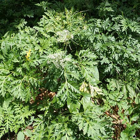 Chaerophyllum villarsii \ Villars' Klberkropf / Villars' Chervil, Kroatien/Croatia Risnjak 14.8.2016