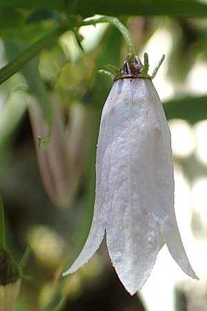 Campanula tommasiniana \ Tommasini-Glockenblume, Kroatien Učka 12.8.2016