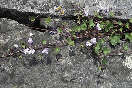 Cymbalaria muralis / Ivy-Leaved Toadflax, Kenilworth Toadflax, Croatia Istria, Motovun 28.5.2006