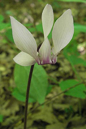 Cyclamen purpurascens \ Europisches Alpenveilchen / Cyclamen, Kroatien/Croatia Učka 14.7.2007