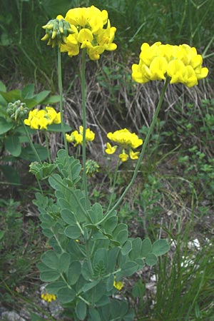 Coronilla coronata / Scorpion Vetch, Croatia Plitvička 1.6.2008