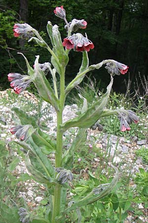 Cynoglossum officinale \ Gewhnliche Hundszunge, Kroatien Velebit 4.6.2008