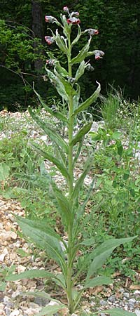 Cynoglossum officinale \ Gewhnliche Hundszunge, Kroatien Velebit 4.6.2008