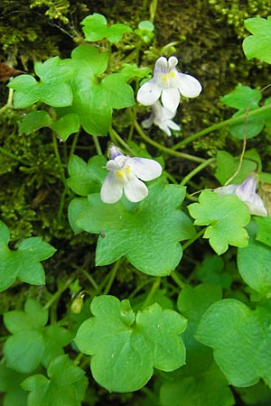 Cymbalaria muralis \ Gemeines Zimbelkraut, Mauer-Zimbelkraut / Ivy-Leaved Toadflax, Kenilworth Toadflax, Kroatien/Croatia Učka 28.6.2010