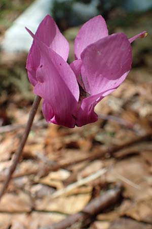 Cyclamen purpurascens \ Europisches Alpenveilchen, Kroatien Učka 12.8.2016