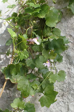 Cymbalaria muralis / Ivy-Leaved Toadflax, Kenilworth Toadflax, Croatia Učka 12.8.2016