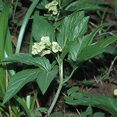 Cardamine enneaphyllos \ Quirlblttrige Zahnwurz, Kroatien Donji 9.4.2006