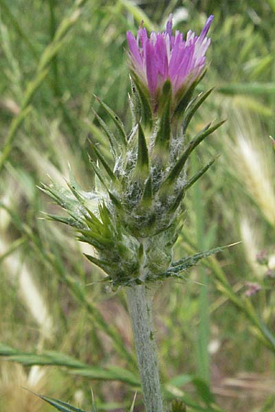 Carduus pycnocephalus \ Knuelkpfige Distel / Plymouth Thistle, Kroatien/Croatia Istrien/Istria, Limski Fjord 29.5.2006