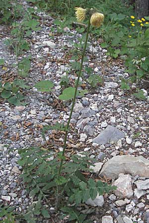 Cirsium erisithales \ Klebrige Kratzdistel, Kroatien Velebit 17.7.2007