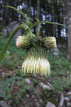 Cirsium erisithales \ Klebrige Kratzdistel, Kroatien Velebit 17.7.2007