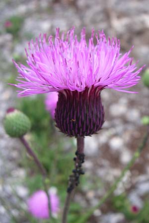 Carduus collinus \ Hgel-Distel, Kroatien Velebit 3.6.2008