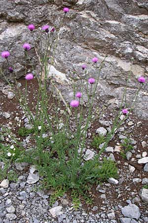 Carduus collinus \ Hgel-Distel / Hill Thistle, Kroatien/Croatia Velebit 3.6.2008