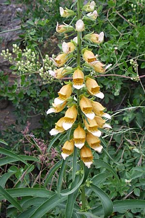 Digitalis laevigata \ Balkan-Fingerhut / Grecian Foxgloves, Kroatien/Croatia Senj 4.6.2008