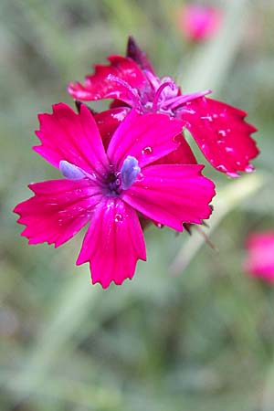 Dianthus sanguineus \ Blutrote Nelke, Kroatien Učka, Vranja 4.6.2008