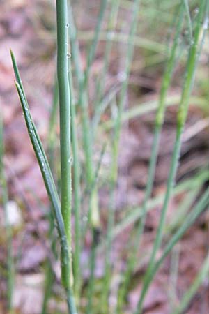 Dianthus sylvestris \ Stein-Nelke, Kroatien Istrien, Bale 4.6.2008