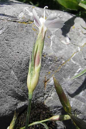 Dianthus petraeus \ Balkan-Nelke, Gerll-Nelke / White Fringed Pink, Kroatien/Croatia Velebit Zavizan 30.6.2010