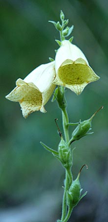 Digitalis grandiflora \ Grobltiger Fingerhut / Yellow Foxgloves, Kroatien/Croatia Učka 28.6.2010