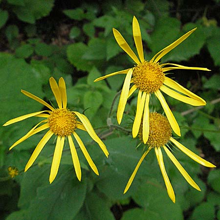 Doronicum austriacum \ sterreicher Gmswurz / Austrian Leopard's-Bane, Kroatien/Croatia Medvednica 4.6.2006