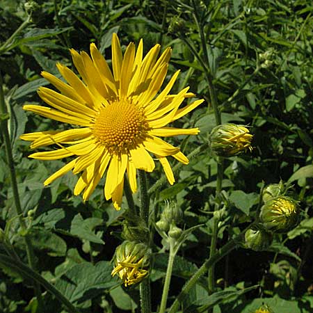 Doronicum austriacum / Austrian Leopard's-Bane, Croatia Medvednica 5.6.2006