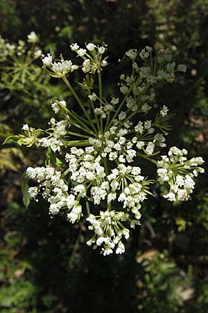 Apiaceae spec1 ? \ Doldenbltler, Kroatien Velebit 16.7.2007