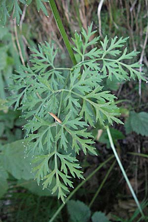 Peucedanum austriacum \ sterreicher Haarstrang / Austrian Parsley, Kroatien/Croatia Plitvička 19.7.2007