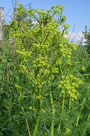 Ferulago campestris \ Knotenbltige Birkwurz / Field Fennel, Kroatien/Croatia Udbina 2.6.2008