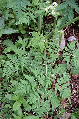 Myrrhis odorata / Sweet Cicely, Croatia Velebit 4.6.2008