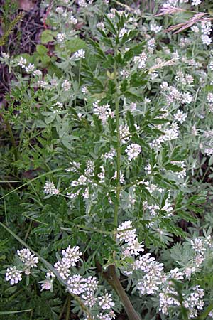 Peucedanum austriacum \ sterreicher Haarstrang / Austrian Parsley, Kroatien/Croatia Velebit 4.6.2008