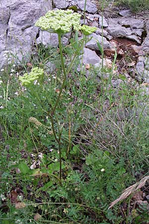 Peucedanum austriacum \ sterreicher Haarstrang / Austrian Parsley, Kroatien/Croatia Velebit 4.6.2008