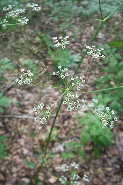 Physospermum verticillatum / Whorled Bladderseed, Croatia Učka 28.6.2010