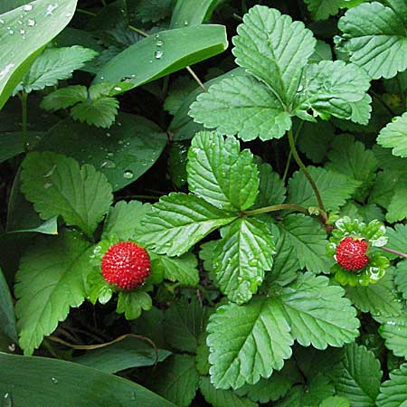 Potentilla indica \ Indische Schein-Erdbeere / Yellow-flowered Strawberry, Kroatien/Croatia Zagreb 4.6.2006