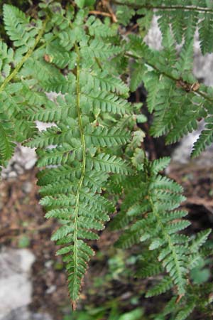 Dryopteris dilatata / Broad Buckler Fern, Croatia Velebit Zavizan 19.8.2016