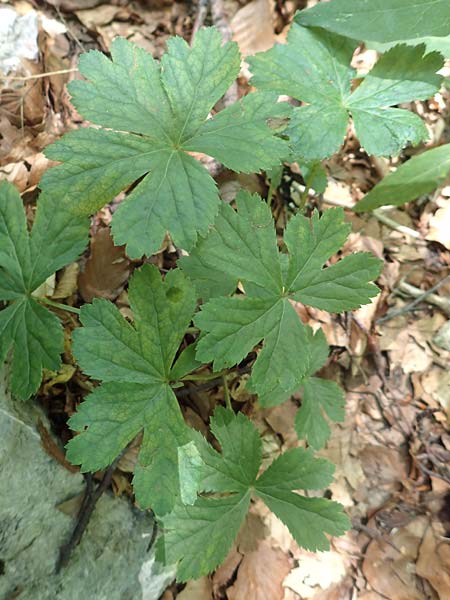 Sanicula epipactis / Dwarf Masterwort, Croatia Risnjak 14.8.2016