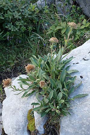 Erigeron glabratus \ Koralpen-Berufkraut / Koralpe Fleabane, Kroatien/Croatia Risnjak 14.8.2016