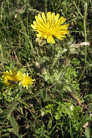 Picris echioides \ Wurm-Lattich, Natternkopf-Bitterkraut / Bristly Ox-Tongue, Kroatien/Croatia Istrien/Istria, Rabac 15.7.2007