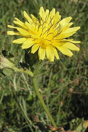 Picris echioides \ Wurm-Lattich, Natternkopf-Bitterkraut, Kroatien Istrien, Rabac 15.7.2007