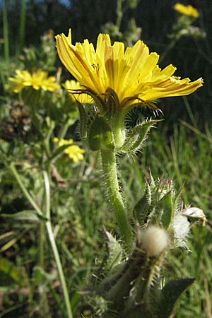 Picris echioides \ Wurm-Lattich, Natternkopf-Bitterkraut, Kroatien Istrien, Rabac 15.7.2007