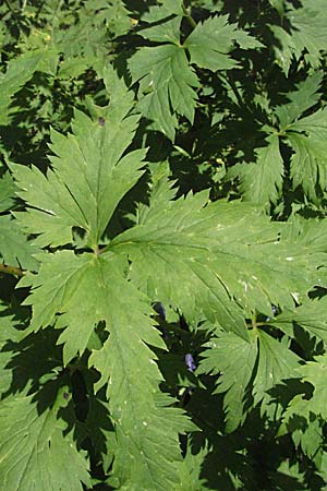 Aconitum degenii subsp. paniculatum \ Rispiger Eisenhut, Bunter Eisenhut / Branched Monk's-Hood, Kroatien/Croatia Gola Plješevica 18.7.2007