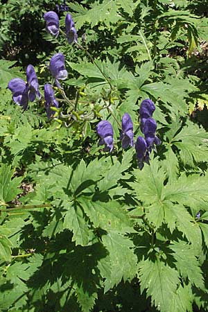 Aconitum degenii subsp. paniculatum \ Rispiger Eisenhut, Bunter Eisenhut / Branched Monk's-Hood, Kroatien/Croatia Gola Plješevica 18.7.2007