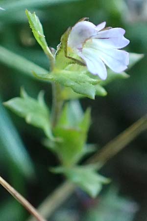 Euphrasia cuspidata \ Krainer Augentrost, Kroatien Risnjak 14.8.2016