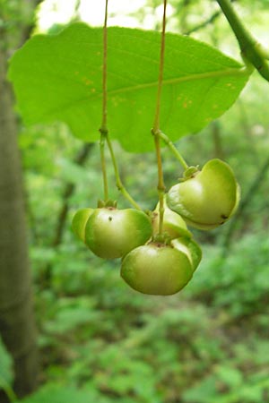 Euonymus latifolius \ Breitblttriges Pfaffenhtchen, Kroatien Medvednica 1.8.2011