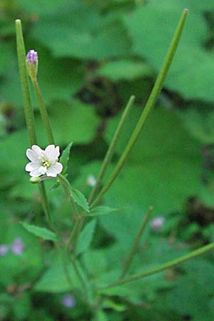 Epilobium montanum \ Berg-Weidenrschen / Broad-Leaved Willowherb, Kroatien/Croatia Velebit 16.7.2007