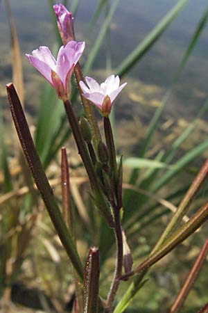 Epilobium parviflorum \ Kleinbltiges Weidenrschen / Hoary Willowherb, Small-Flowered Willowherb, Kroatien/Croatia Otočac 18.7.2007