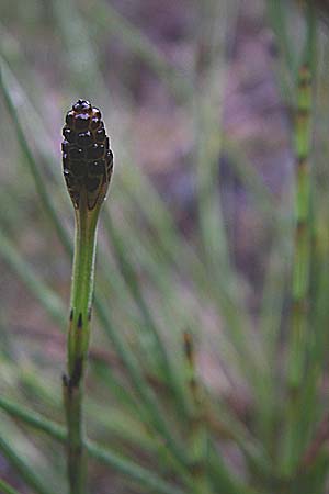 Equisetum palustre / Marsh Horsetail, Croatia Mala Učka 6.6.2008